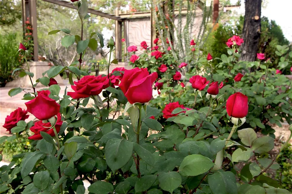 Expert yard cleanup service with custom design across Las Vegas, NV - Landcraft