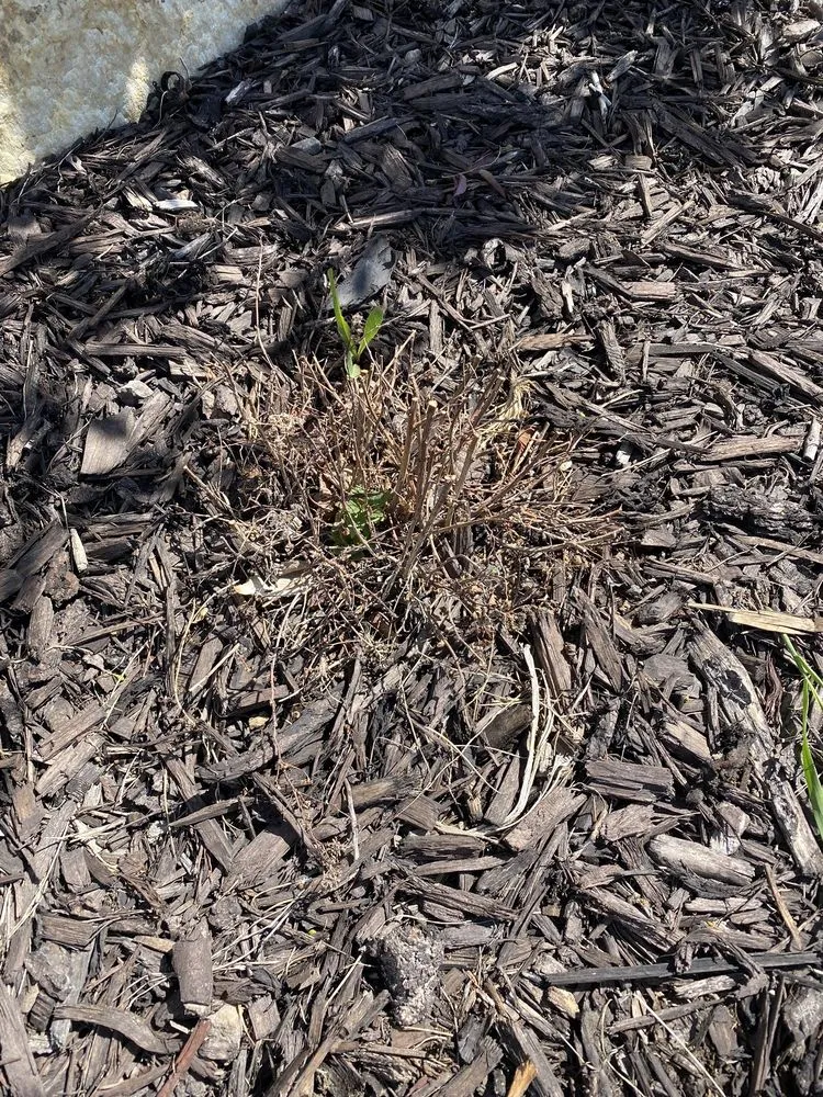 Custom landscape installation for year-round maintenance in West Jordan, UT by Landcraft Utah