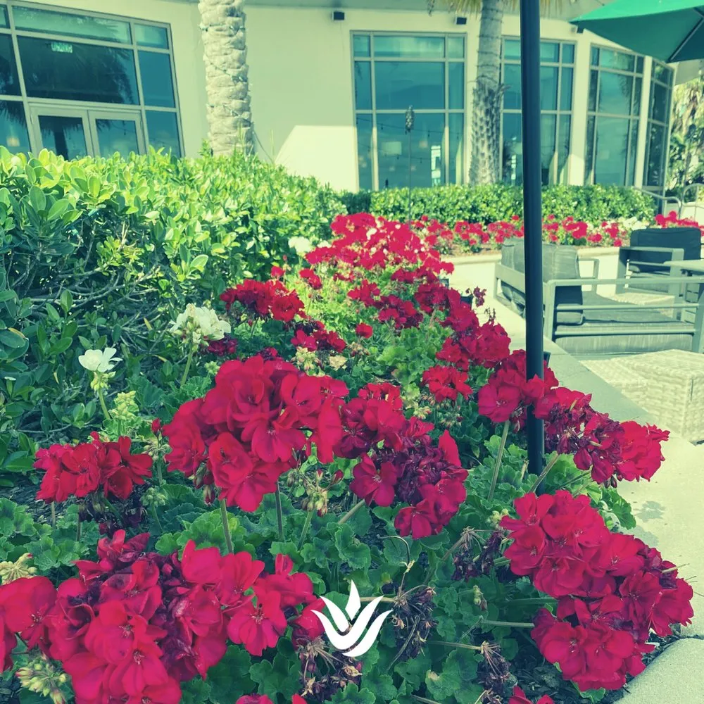 Local yard maintenance for beautiful yards in Largo, FL by Landcrafters Florida