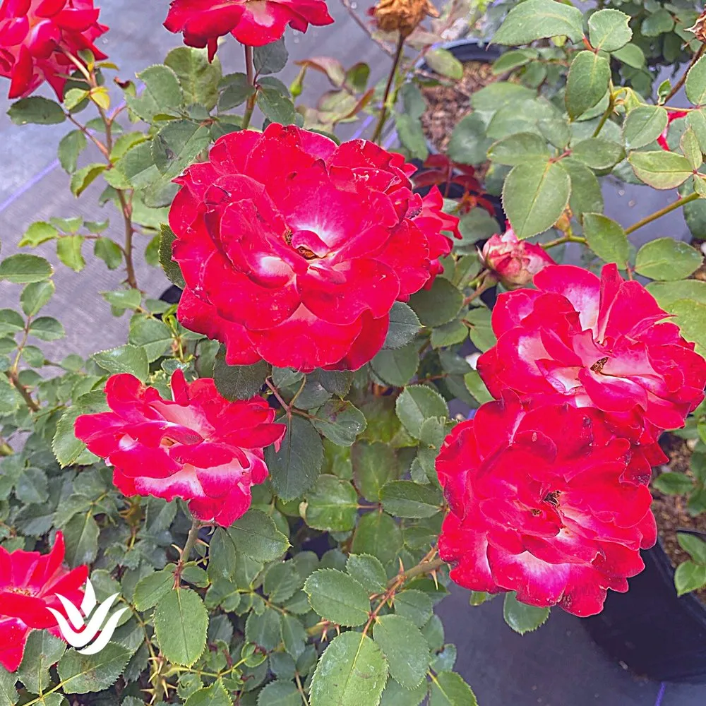 Custom landscape installation for homes across Largo, FL - Landcrafters Florida