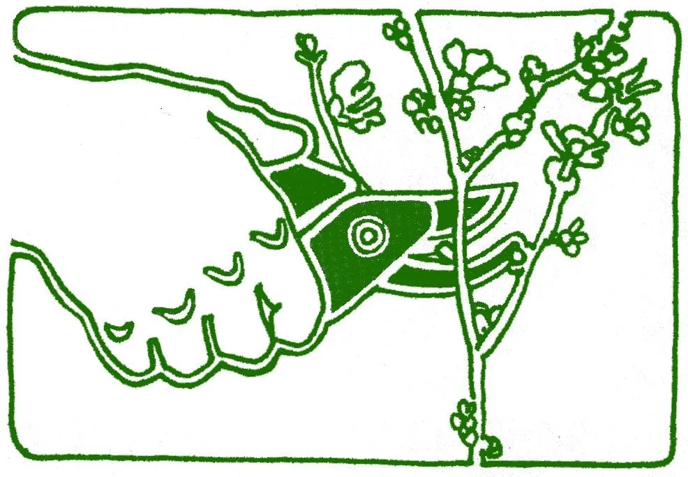 Expert yard cleanup service for beautiful yards in Seattle, WA by Landcrafters