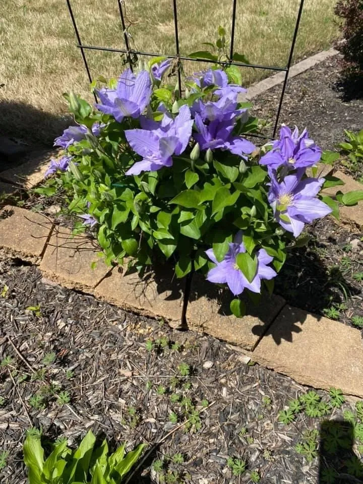 Trusted residential landscaping near you across Jackson, TN - Landers Lawn Service