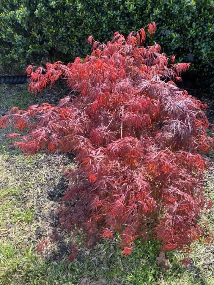 Affordable garden landscaping experts serving Jackson, TN - Landers Lawn Service