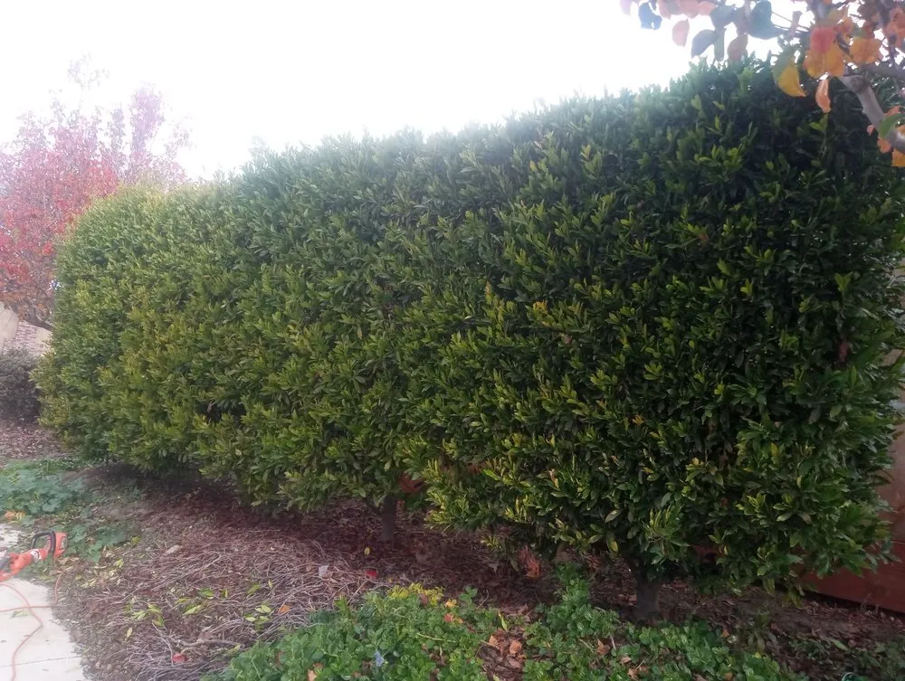 Local landscaping services in Salinas, CA by Landescaping