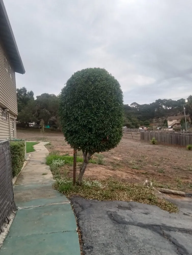 Custom outdoor landscaping in Salinas, CA by Landescaping