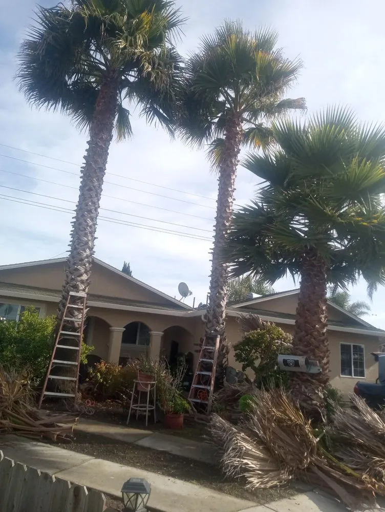 Expert yard cleanup service experts serving Salinas, CA - Landescaping