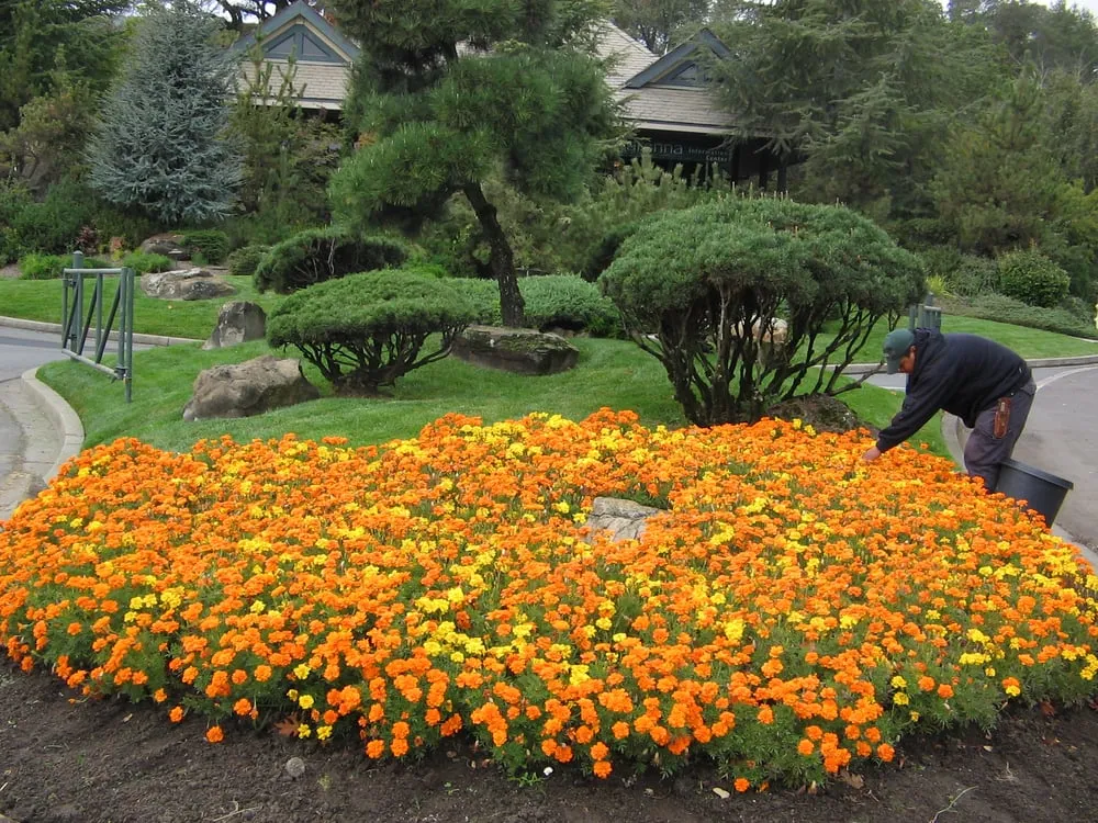 Trusted yard cleanup service in Santa Rosa, CA by Landesign Construction & Maintenance