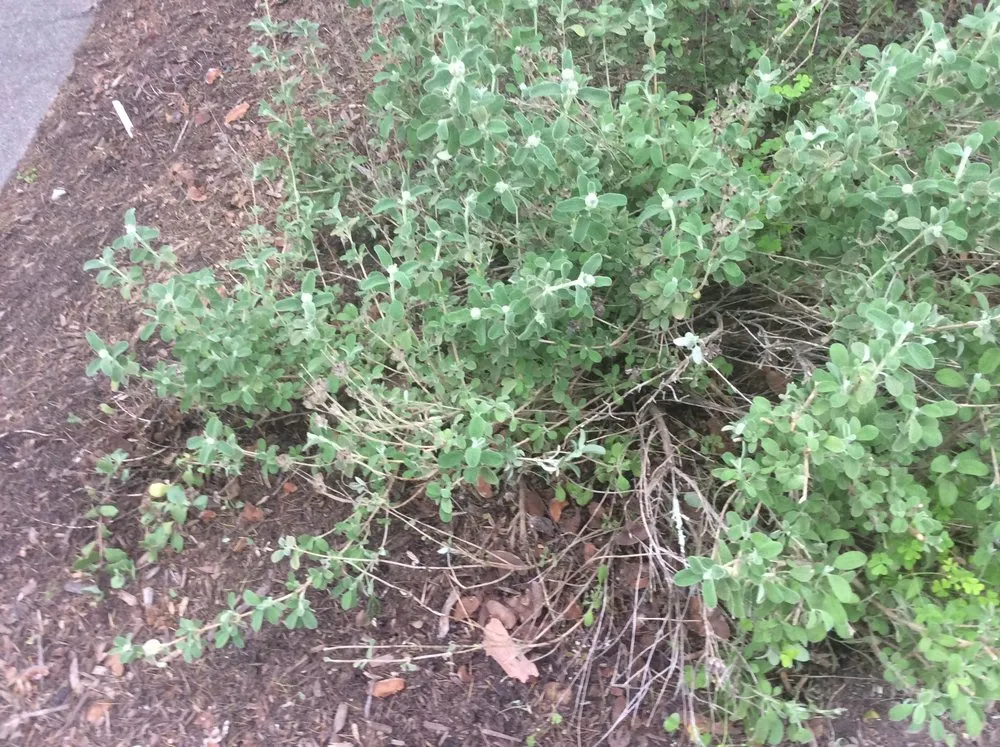 Professional lawn care service in Santa Rosa, CA by Landesign Construction & Maintenance