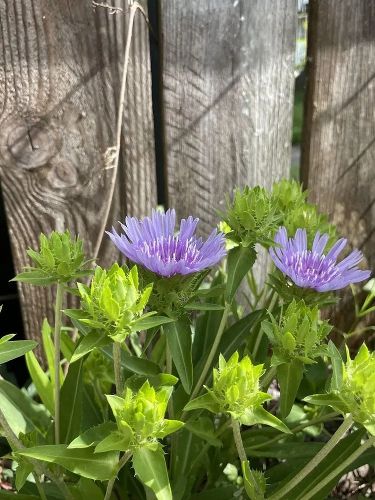Affordable outdoor landscaping for beautiful yards in New Orleans, LA by Landfill Aversion