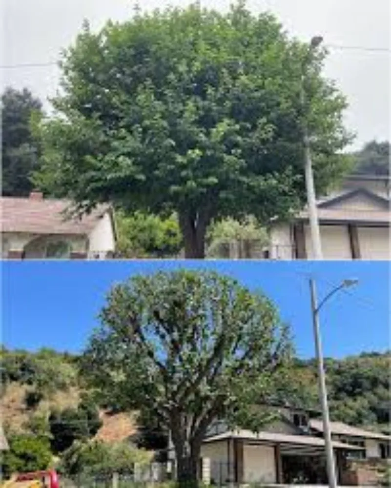 Reliable yard maintenance in Amarillo, TX - LandHand