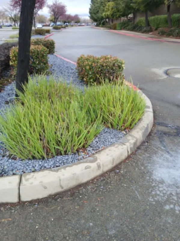 Professional landscape installation in Carmichael, CA by Landis Landscape & Maintenance