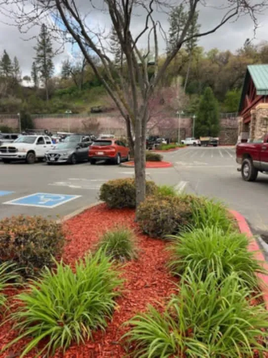 Local yard cleanup service in Carmichael, CA by Landis Landscape & Maintenance
