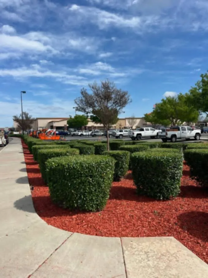 Reliable residential landscaping in Carmichael, CA - Landis Landscape & Maintenance