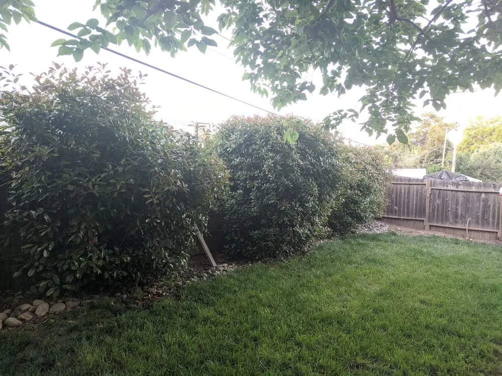 Trusted residential landscaping for beautiful yards in Carmichael, CA by Landis Landscape & Maintenance