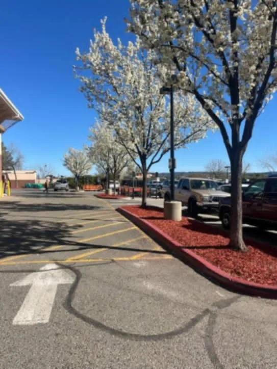 Expert residential landscaping in Carmichael, CA - Landis Landscape & Maintenance