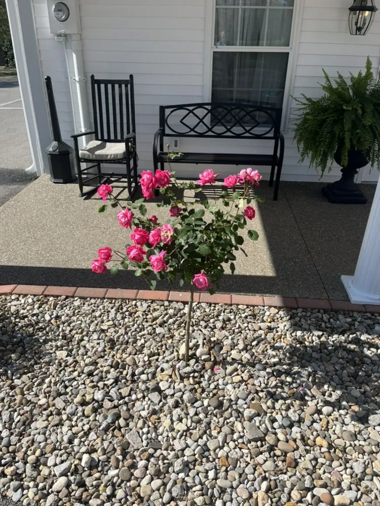 Top-rated landscaping services experts serving Greensburg, KY - Landiscaping