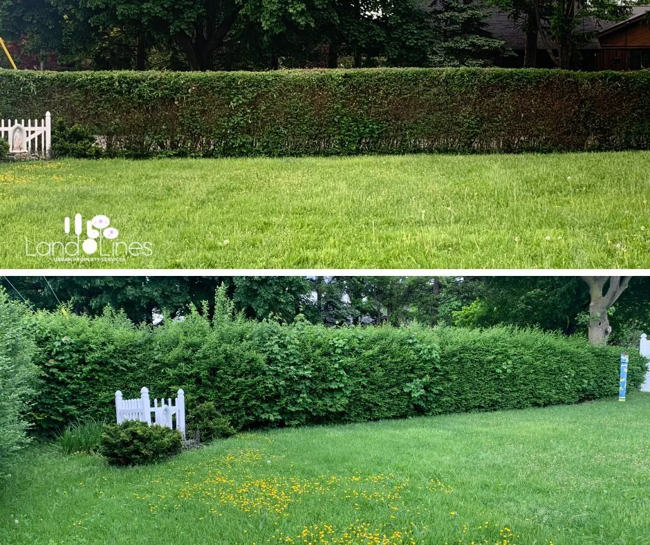 Affordable yard cleanup service in Buffalo, NY - LandLines