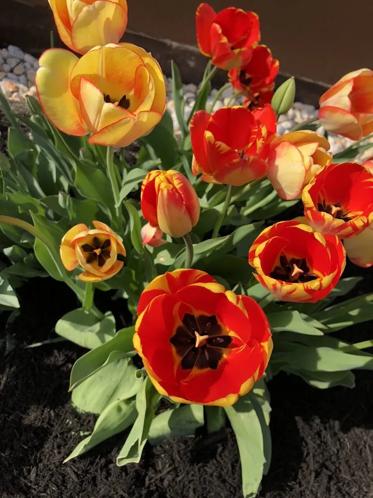 Reliable residential landscaping experts serving Buffalo, NY - LandLines