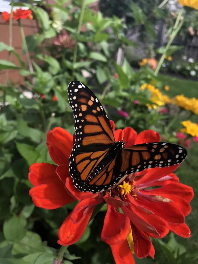 Trusted landscape installation near you across Buffalo, NY - LandLines