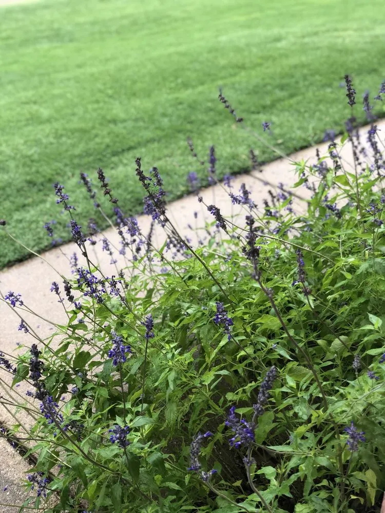 Top-rated yard cleanup service in Floresville, TX - Landloch Studio