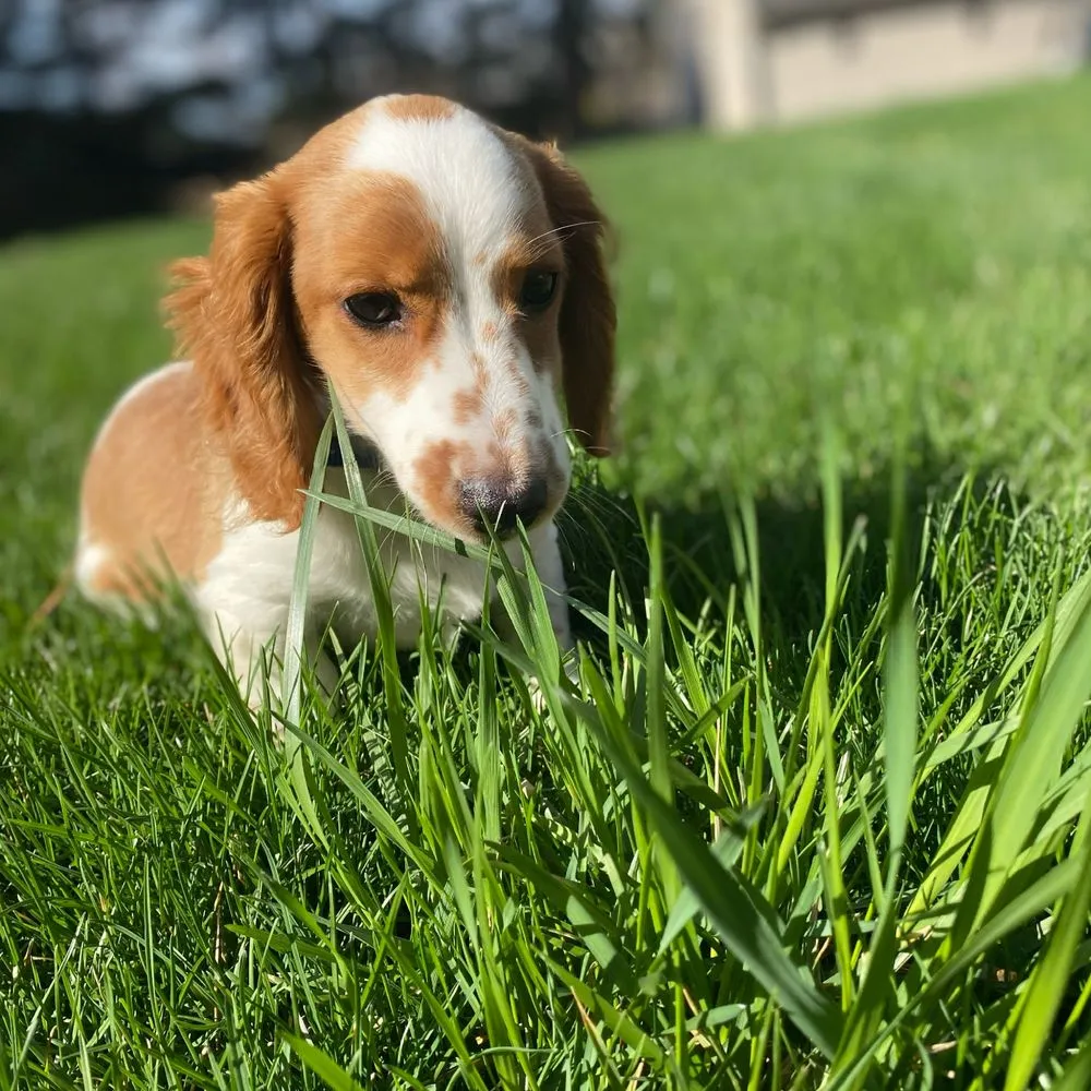 Affordable garden landscaping for outdoor upgrades across McCordsville, IN - Landmark DBM