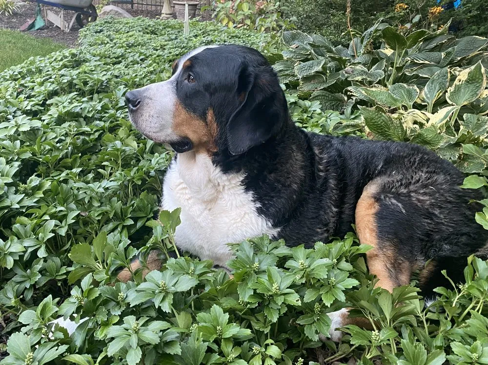 Top-rated residential landscaping for beautiful yards across McCordsville, IN - Landmark DBM