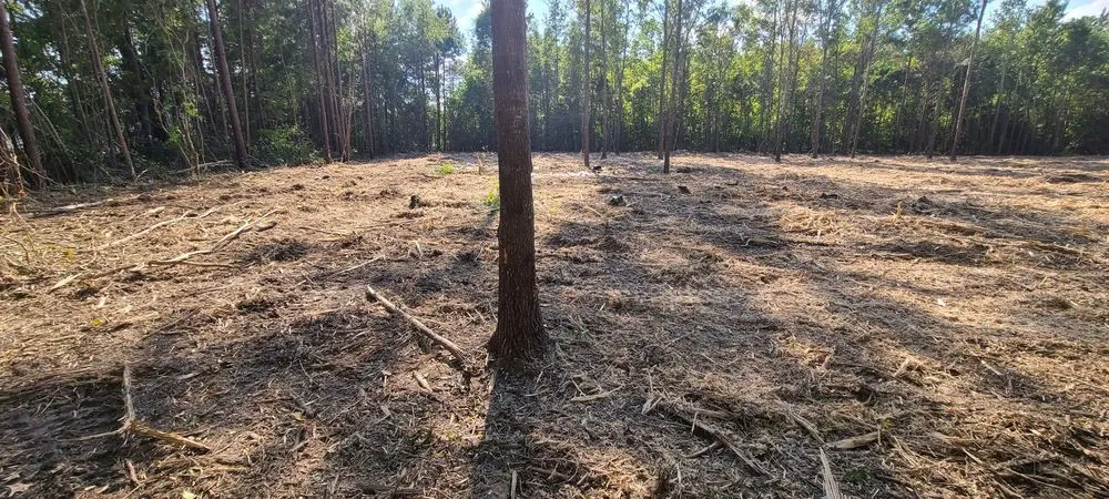 Top-rated yard cleanup service for outdoor upgrades across Myrtle Beach, SC - Landmark Land Clearing