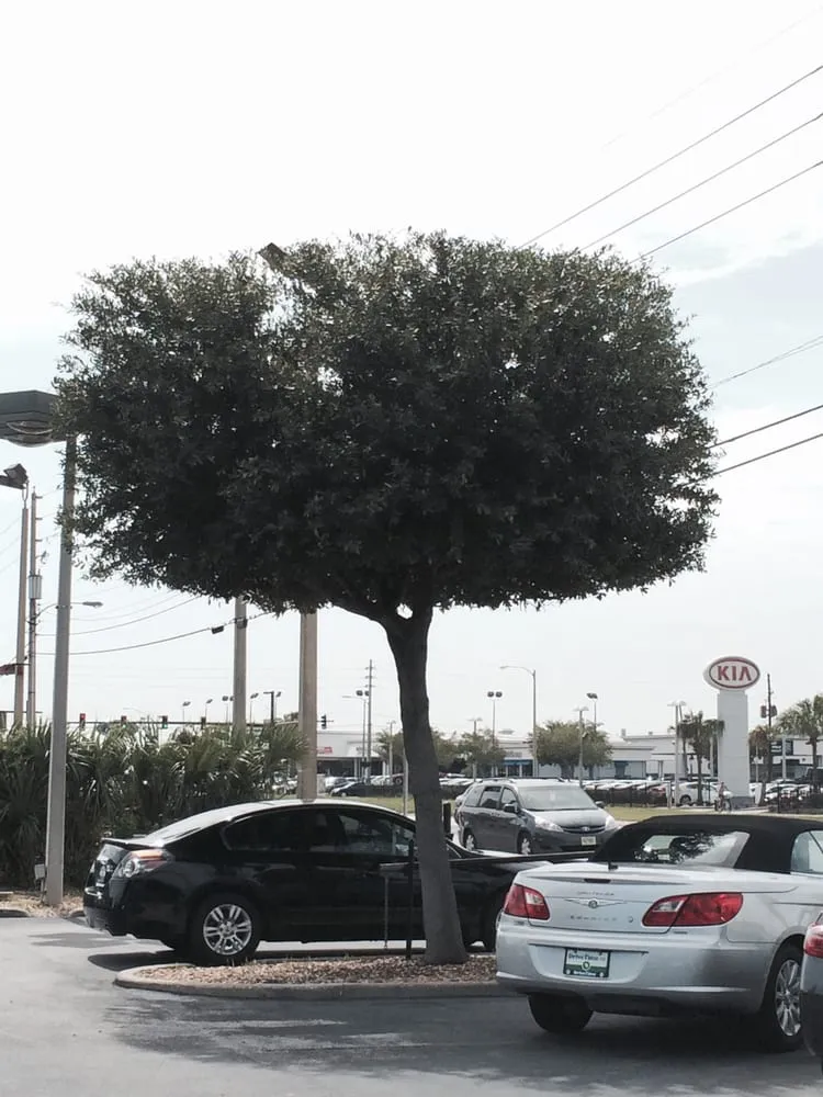 Trusted landscape design with custom design in Winter Park, FL by Landmark Landscape and Maintenance