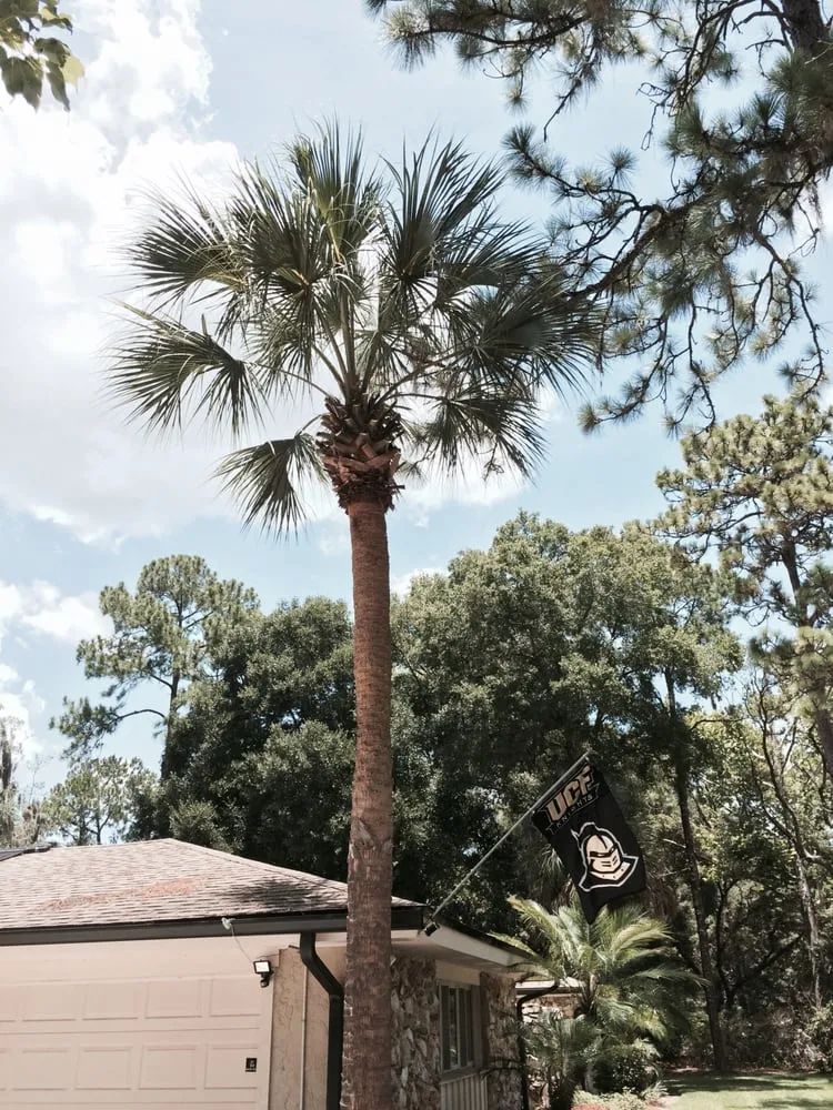 Affordable residential landscaping in Winter Park, FL - Landmark Landscape and Maintenance