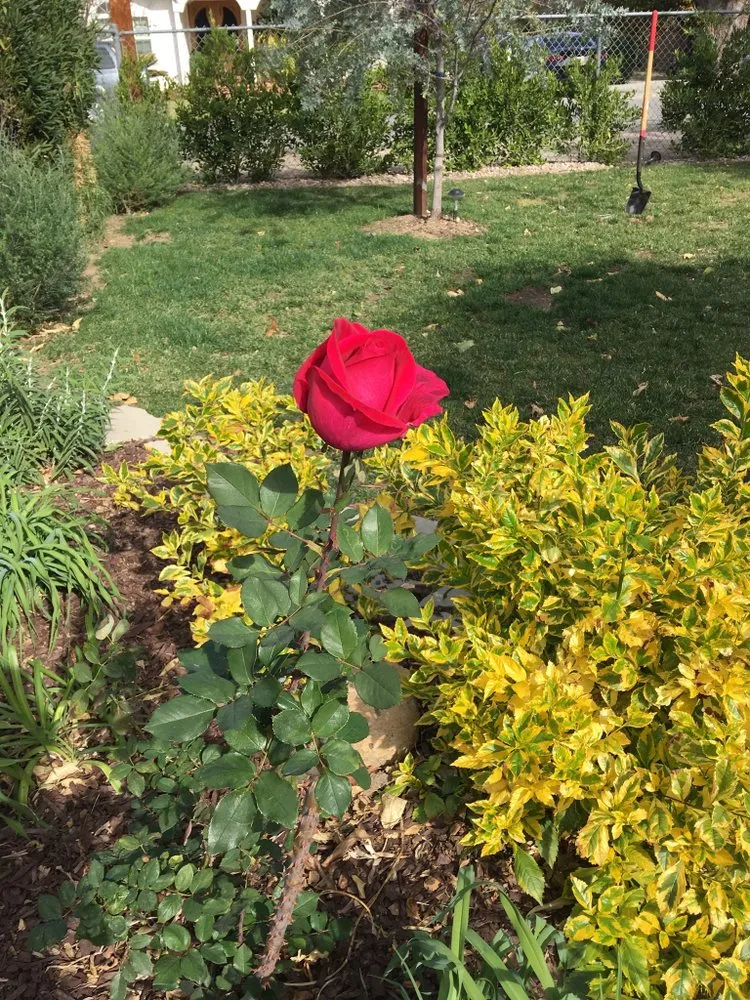 Top-rated yard maintenance for homes across Simi Valley, CA - Landmark Landscape Corp