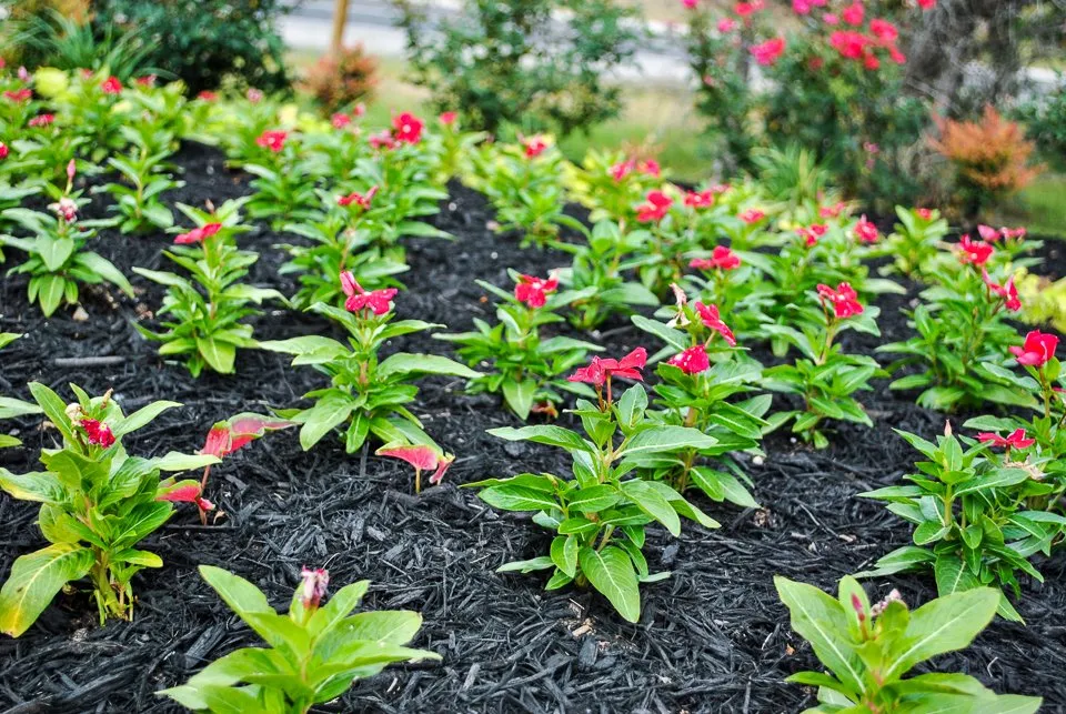 Affordable landscape design in College Station, TX by Landmark Landscape Group