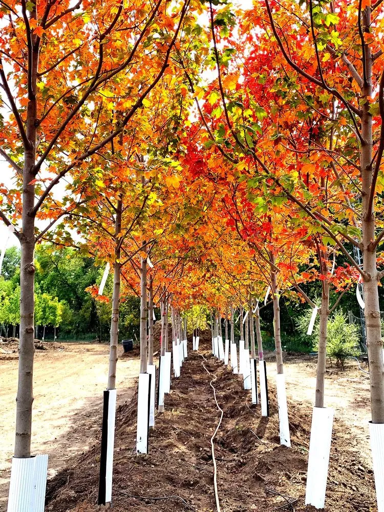 Expert residential landscaping in Eagle, NE by Landmark Landscapes and Nursery