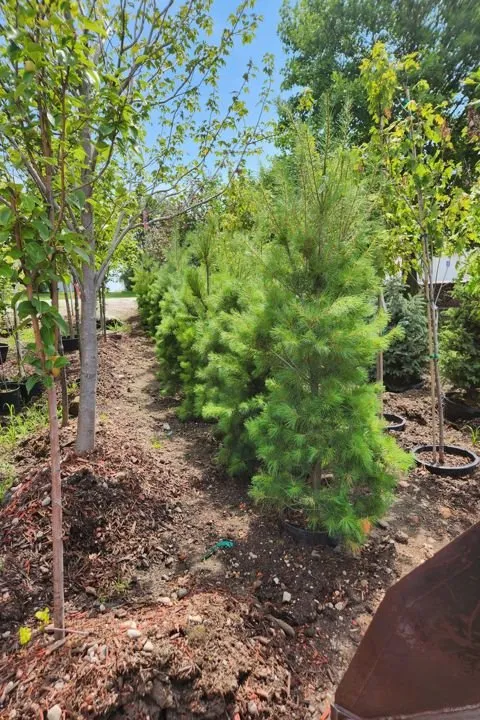 Affordable landscape design in Aledo, IL - Landmark Landscaping Services