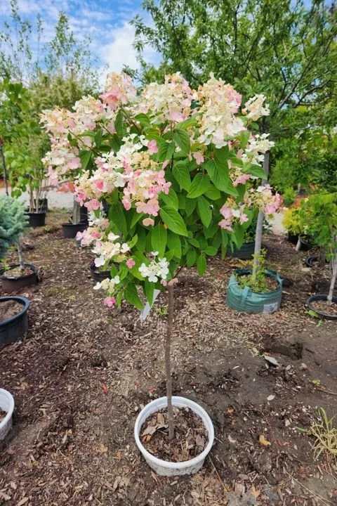 Affordable landscape installation near you in Aledo, IL by Landmark Landscaping Services