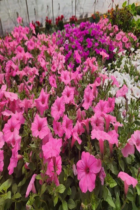 Reliable landscaping services experts serving Aledo, IL - Landmark Landscaping Services