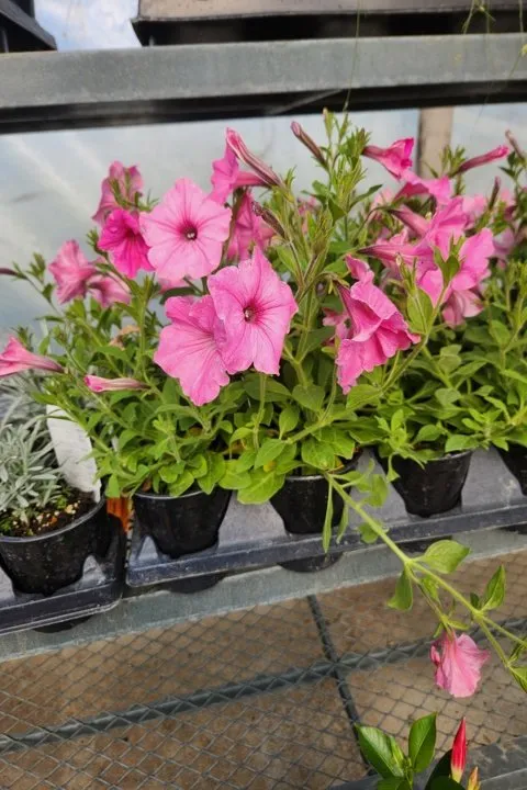 Affordable yard maintenance for homes in Aledo, IL by Landmark Landscaping Services