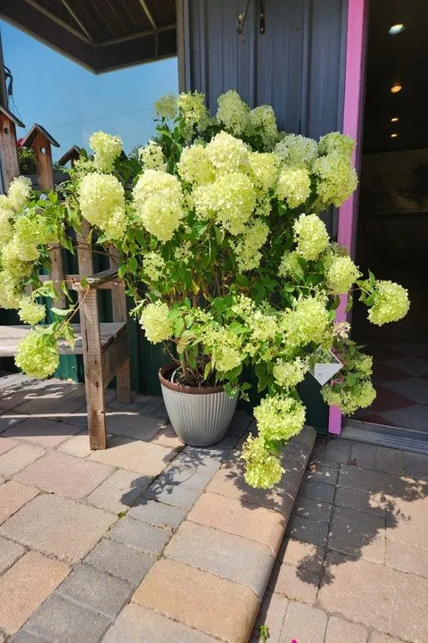 Expert lawn care service in Aledo, IL by Landmark Landscaping Services