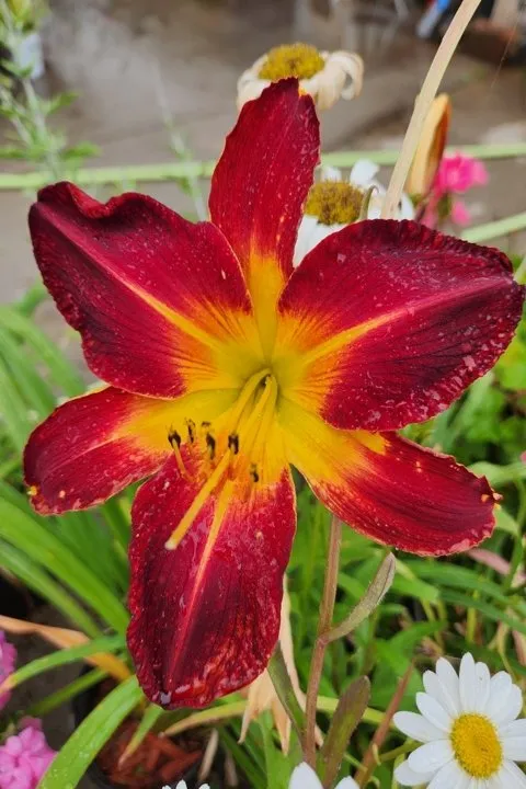 Trusted yard cleanup service experts serving Aledo, IL - Landmark Landscaping Services