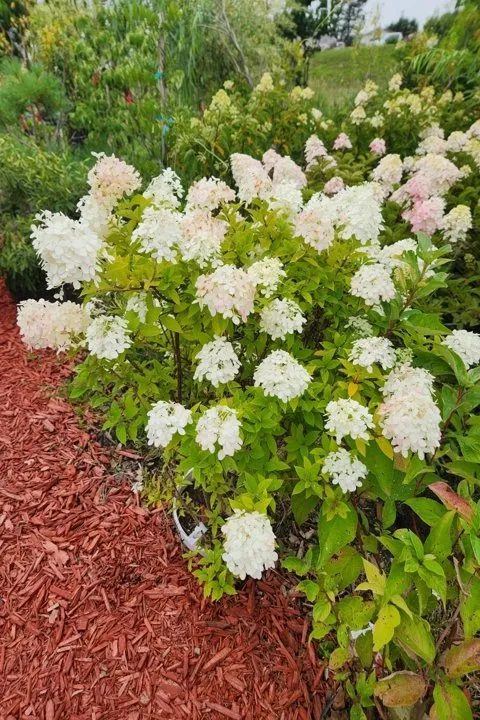 Top-rated lawn mowing service experts serving Aledo, IL - Landmark Landscaping Services