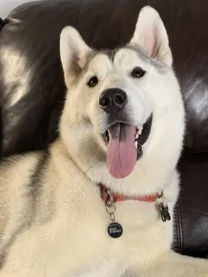 Landmark Solutions of Logo