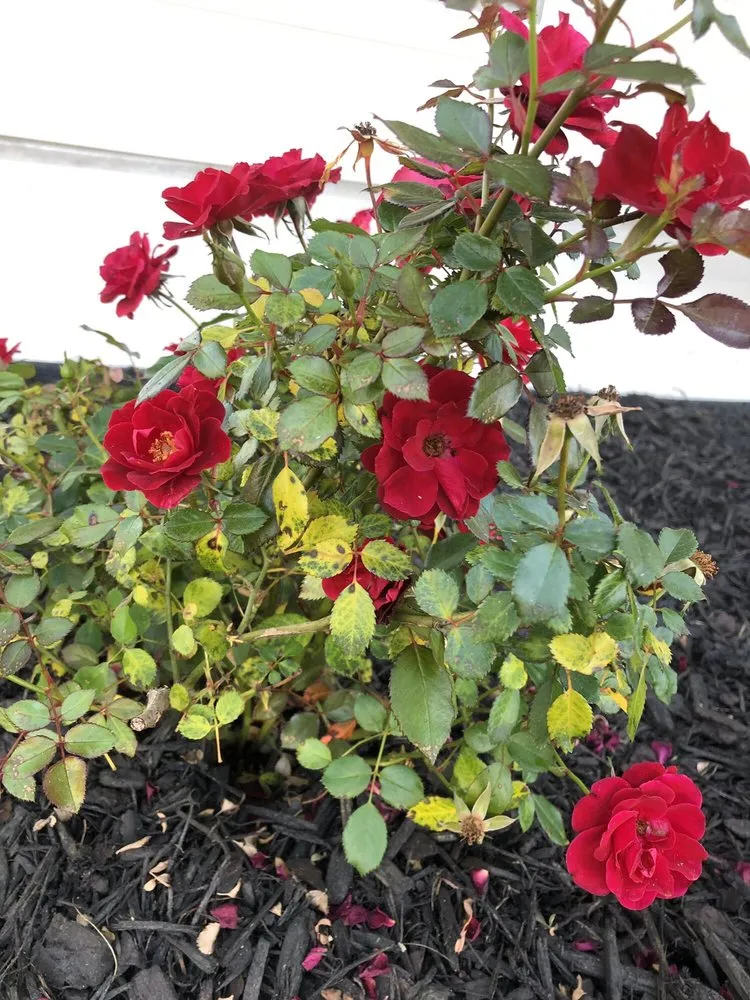 Custom landscaping services for beautiful yards in Richmond Hill, GA by Landmarks Nursery