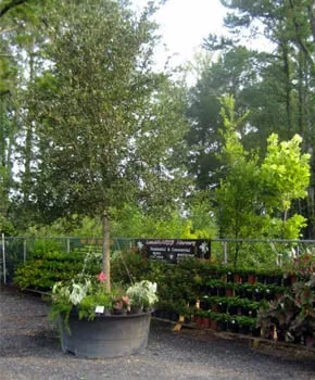 Professional garden landscaping near you in Richmond Hill, GA by Landmarks Nursery