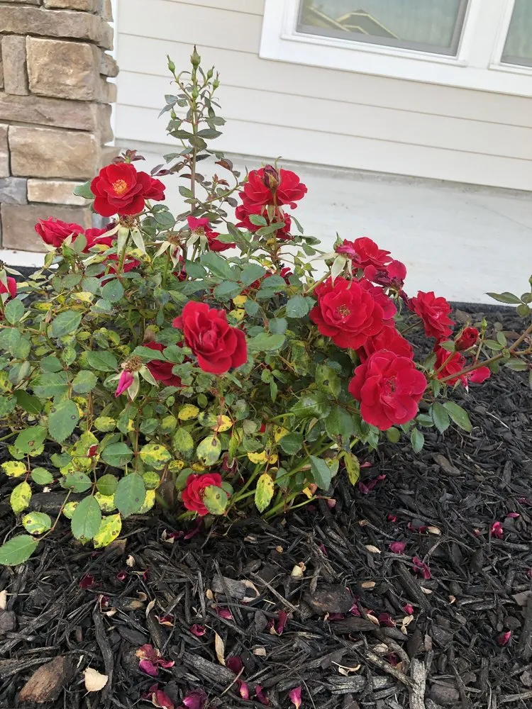 Top-rated residential landscaping in Richmond Hill, GA - Landmarks Nursery