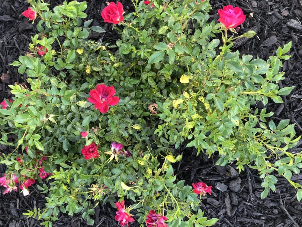 Reliable yard cleanup service for year-round maintenance in Richmond Hill, GA by Landmarks Nursery