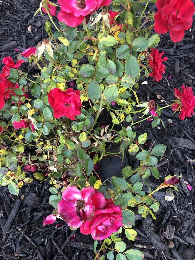 Custom outdoor landscaping in Richmond Hill, GA - Landmarks Nursery