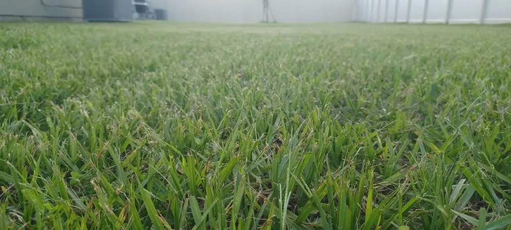 Custom residential landscaping in Green Cove Springs, FL by Landon Lawn Care