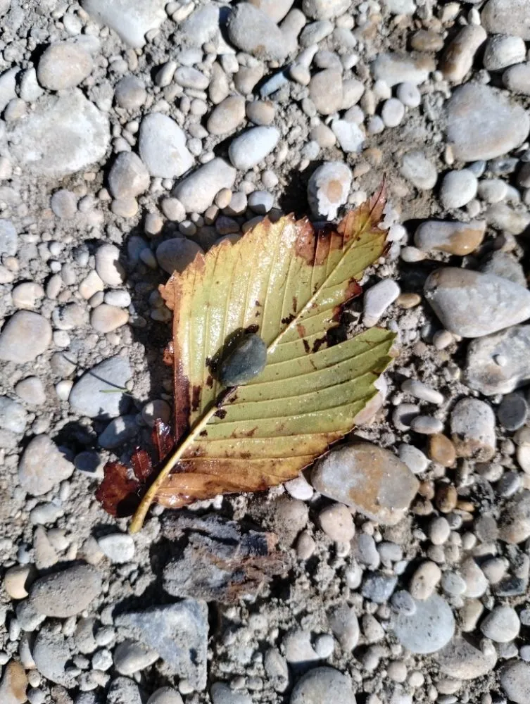 Custom garden landscaping experts serving Seguin, TX - Lando's Lawn Care