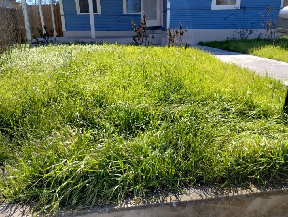 Expert lawn care service experts serving Seguin, TX - Lando's Lawn Care