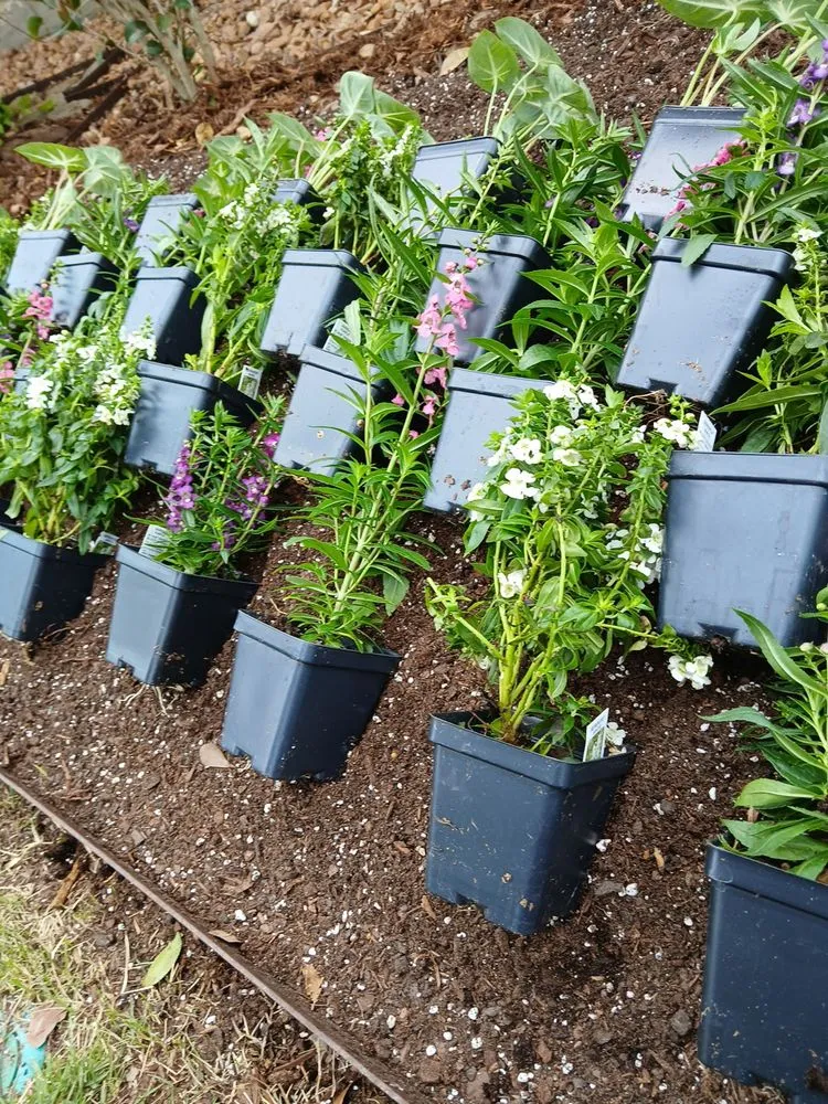 Professional lawn mowing service in Abbeville, LA by Landrys Landscaping and Gardening