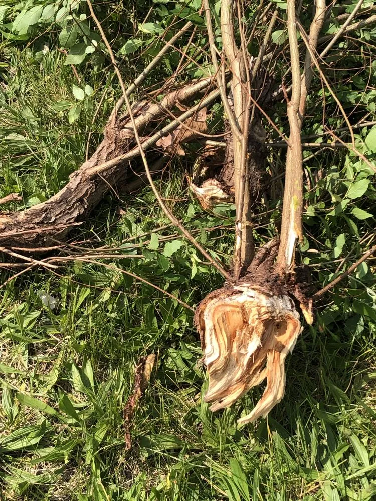 Top-rated landscape installation near you in Trenton, NJ by Lands Keeping Chan